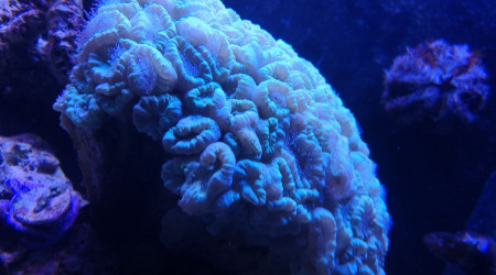 Maintenance, installation balling, installation goulotte elec 17/11/18