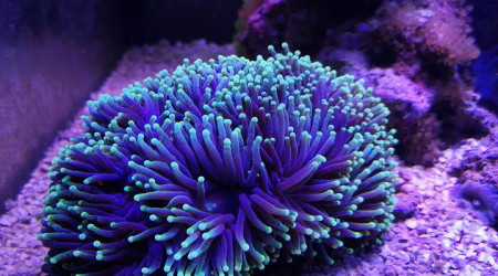 Maintenance, installation balling, installation goulotte elec 17/11/18