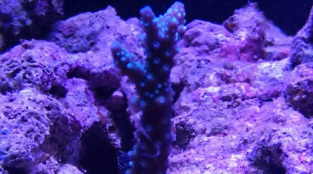 Maintenance, installation balling, installation goulotte elec 17/11/18