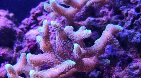 Maintenance, installation balling, installation goulotte elec 17/11/18