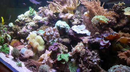 aquarium Mon bocal