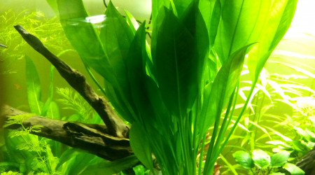 Bac Amérique du Sud