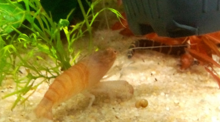 Bac Amérique du Sud