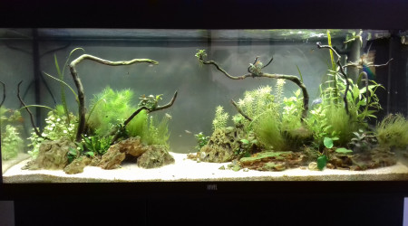 aquarium 240 l