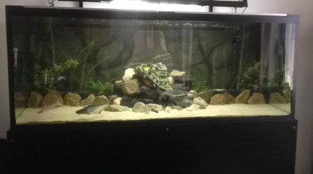 aquarium Pangasius