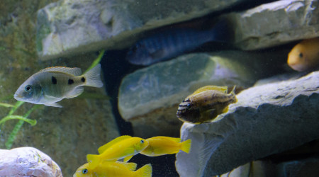 aquarium malawi
