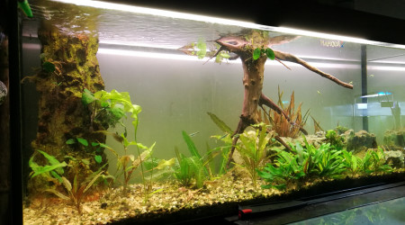 aquarium Juwel 240L planté