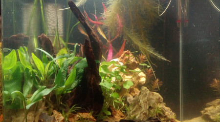 aquarium 60l Microdevario et Crevettes