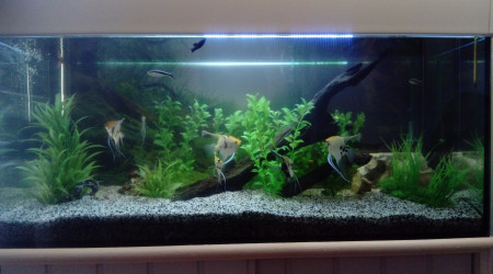 aquarium 200 L