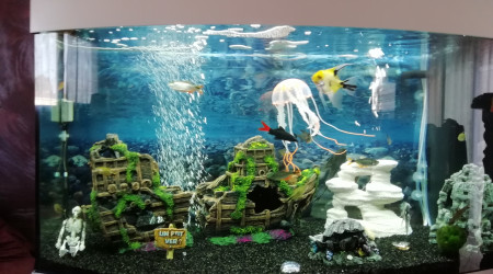 aquarium Biotope
