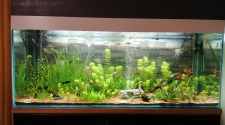 aquarium Amazonie 450 litres