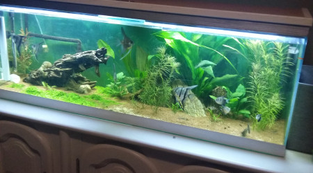 aquarium Laulau