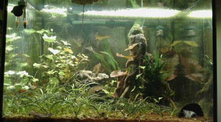 aquarium Asie mangrove 150L