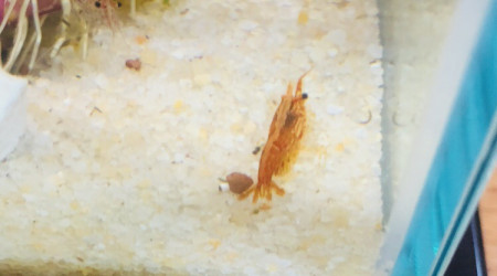 aquarium Nano crevettes