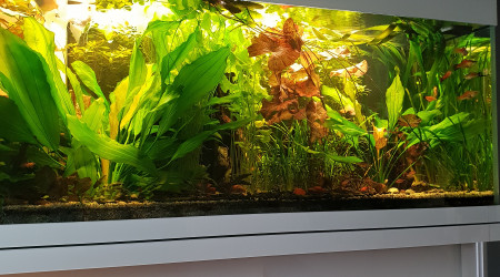 aquarium Decoglass