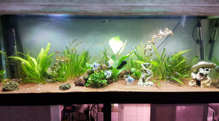 aquarium Salon