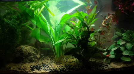 aquarium Projet Platy