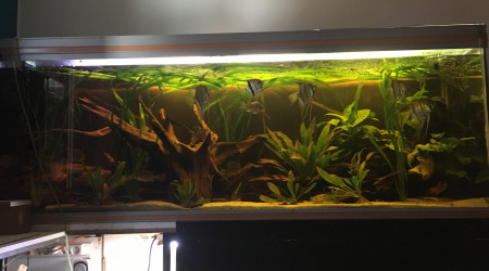 aquarium Amazonien