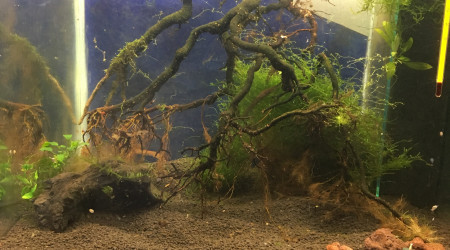 aquarium Spécifique crevettes