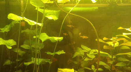 Rasbora espei
