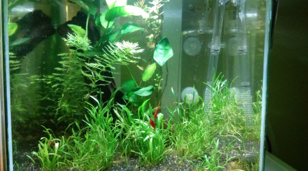 aquarium 15 litres aquascape