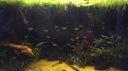 aquarium Biotopes amazonien