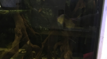 aquarium Bac reproduction