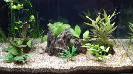 aquarium Aquarium 160 litres communautaire