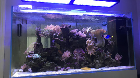aquarium Coraux poisson