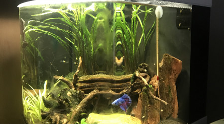 aquarium Betta