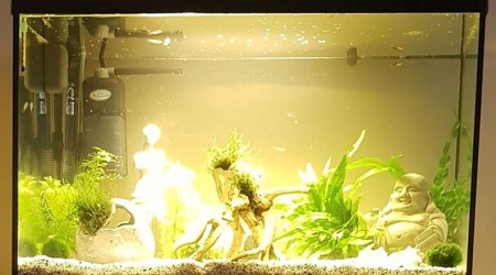 aquarium 54l Guppys