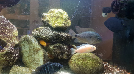 aquarium Le gros 350L