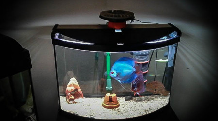 aquarium 50L