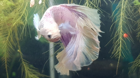 aquarium Betta