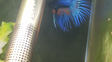 aquarium Betta