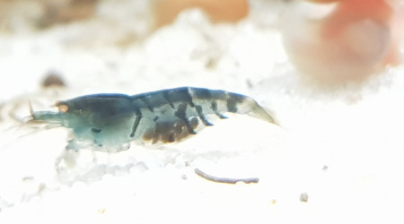 aquarium Crevette tboe