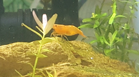 aquarium Sakura orange