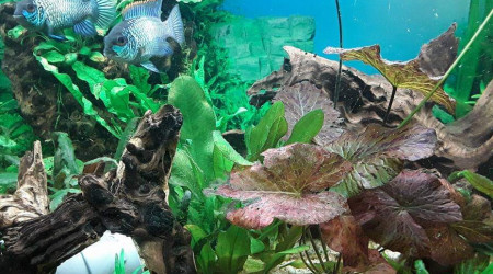 aquarium biotope amazonien