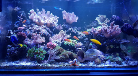 aquarium 300litre de fred51