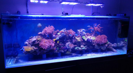 aquarium 1000 L recifal