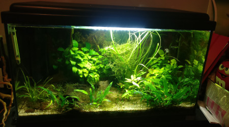 aquarium mon premier bac 60 litres