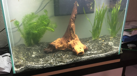 aquarium Bac100l