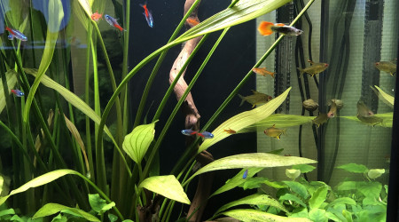 aquarium 100 l