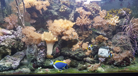aquarium Hamdi