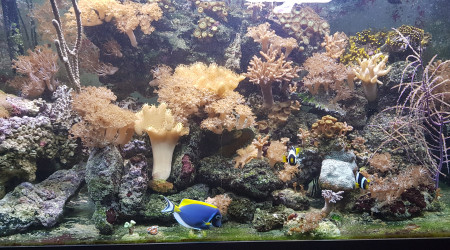 aquarium Hamdi