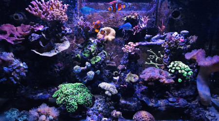 aquarium Red sea Max 250