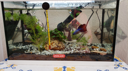 aquarium 12.5 l combattant