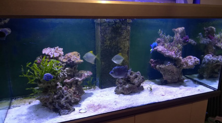 aquarium 750 litres