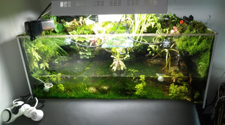 aquarium Aqua terrarium