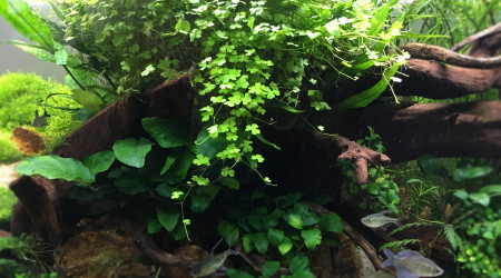 Hydrocotyle Tripartita